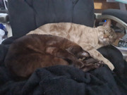 IMG 20210123 045830 Copy