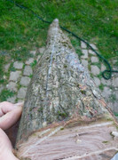 IMG-20250408-093830.jpg