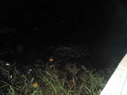 51.4.baby in the water IV