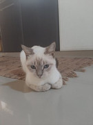 Blu-Ramdeen
