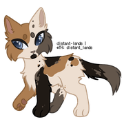 classic calico with chimera