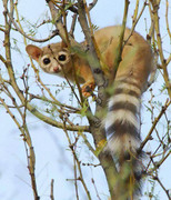 [Image: Ringtail.jpg]