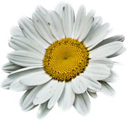 Blossom-Elements-6