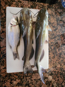[Image: Take-home-catch.jpg]