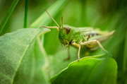 Grasshopper - AFF Inc R