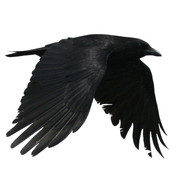 Crow 1