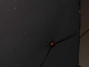 31.2.visiting moths II