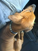 Rocco the Rhodesian Ridgeback 8