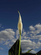 10.2.my peace lillies are finally here! II