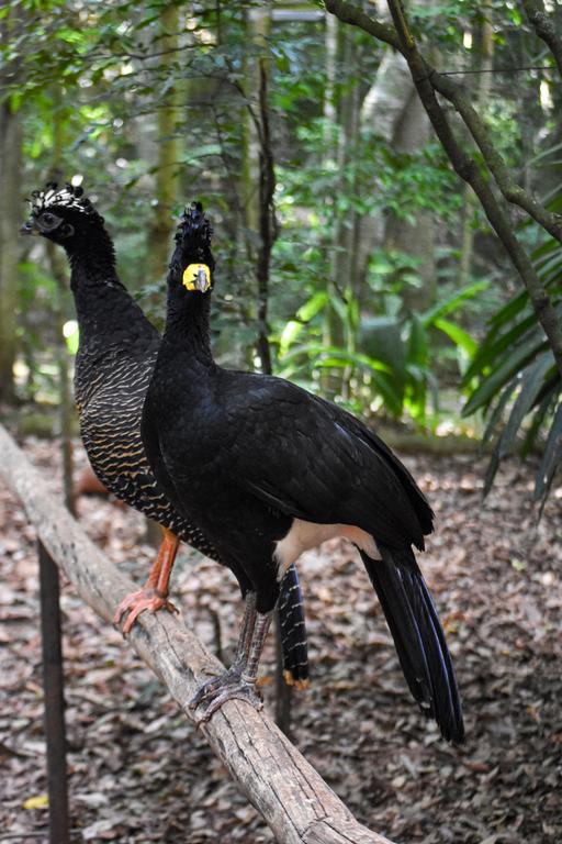 В джазе только девушки или аргентинско-бразильский калейдоскоп В джазе только девушки или аргентинско-бразильский калейдоскоп