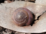 Snail_20230604_150458995_cropped