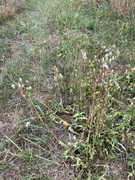 IMG-5553