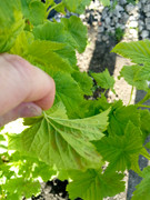 IMG_20250421_070949_561