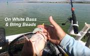 [Image: BLING-WHITE-BASS.jpg]