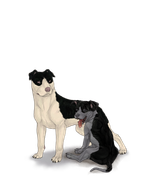 pittiepupadultblackbig