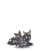 Corgiadultpupwhitesplotch