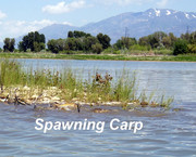 [Image: SPAWNING-CARP.jpg]