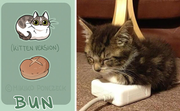 Bun Cat