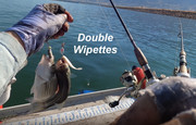 [Image: DOUBLE-WIPETTES.jpg]