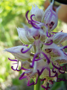 BIG_100_7055 (2250x3000)_1515435712234