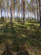 Kuva