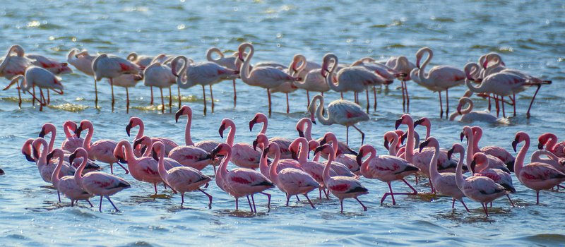 Африканские каникулы - зверики Крюгера, пески Намибии, воды Виктории