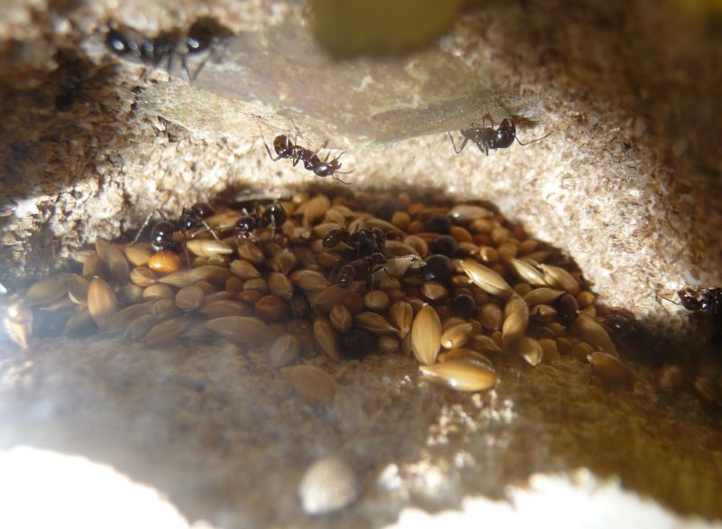 Messor-nest3.jpg