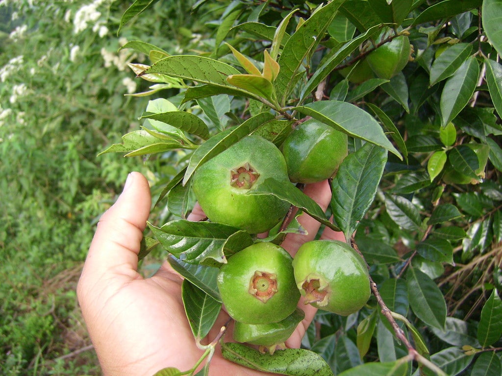Cambuci - Frutos (detalhe)