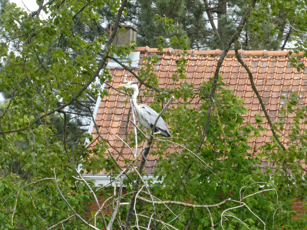 P1000531