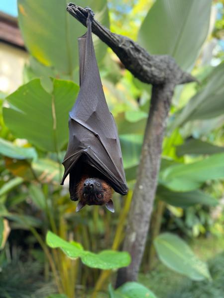 6 Aviones, 3 barcos y 2 trenes, empezando en Estambul y terminando Kuala Lump - Blogs de Indonesia - TERCERA PARADA: BALI (86)