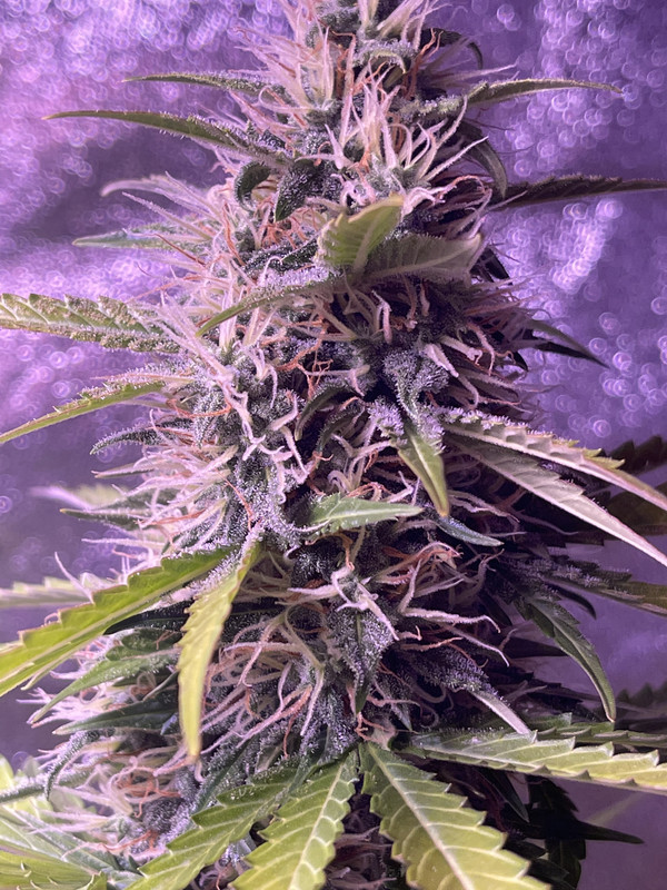 9C4D9764-42A8-4BBB-A13F-946B84FFD215