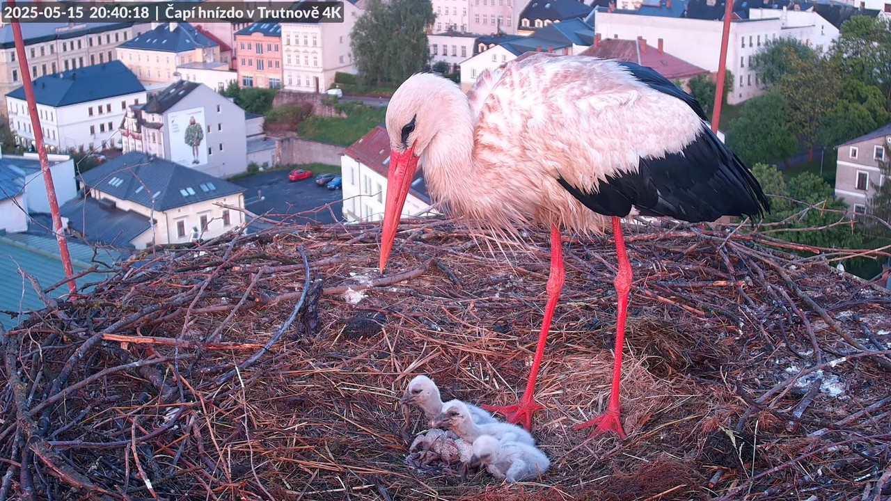Tiešraide no stārķa ligzdas uz alus darītavas skursteņa Trutnovā 17-38-23 screenshot