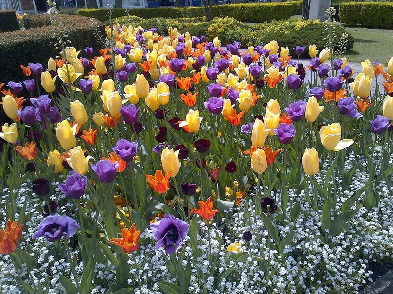 flowers.jpg
