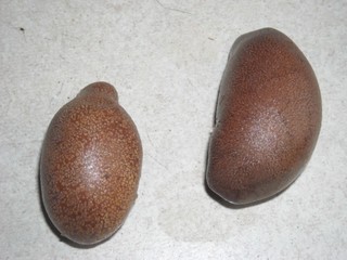 licania gracillipes