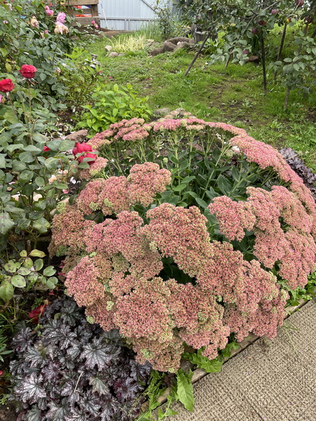 https://i.postimg.cc/d01mGq48/IMG-0102.jpg