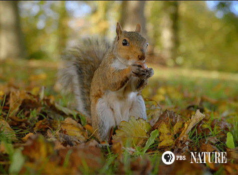 Squirrel87687.gif