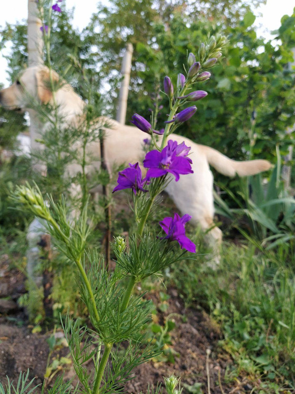 колокольчик