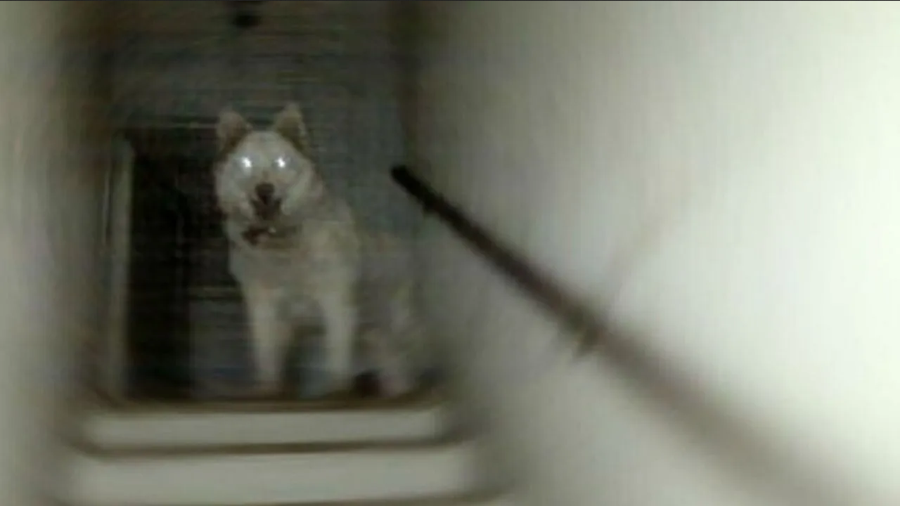 Las imágenes que te dejarán sin aliento: captan a un perro jugando con un fantasma