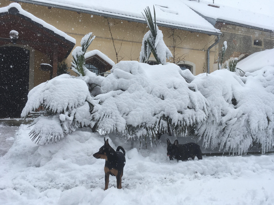 Trachycarpus fortunei, část 2 - Stránka 14 51474355-2230464687201668-7003042891656331264-n