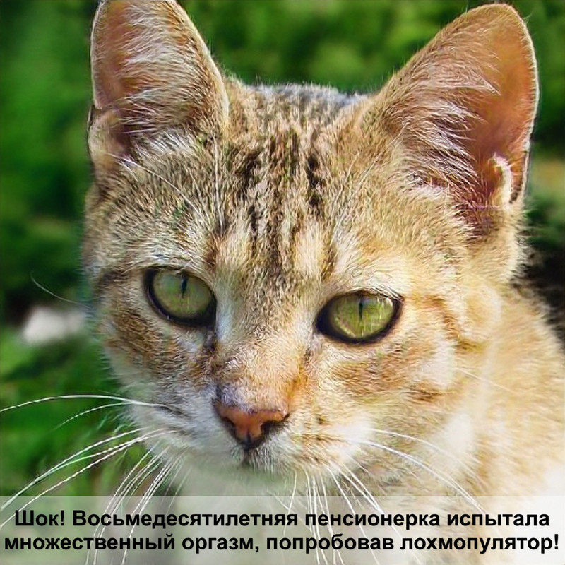 кошки играют