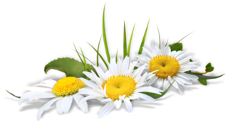 YES-Daisy-page-divider