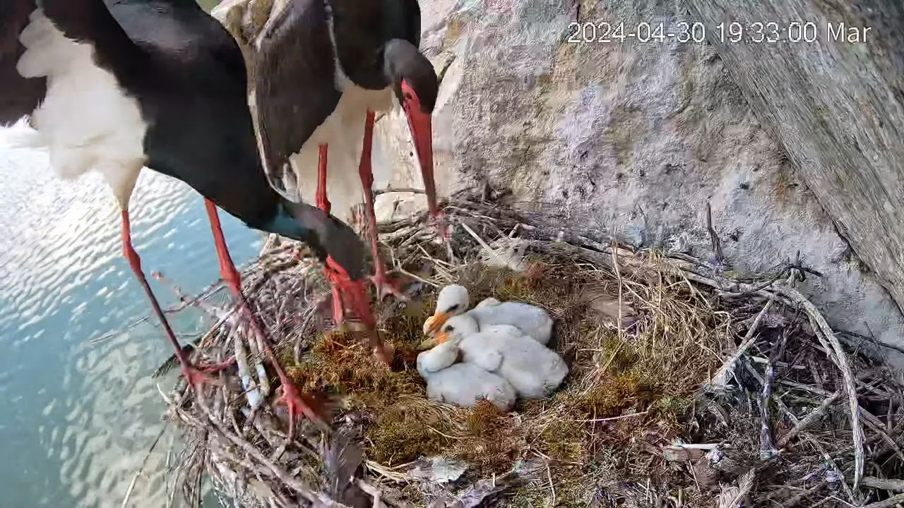 Cigüeña Negra en Tajo Internacional 7-30-13 screenshot