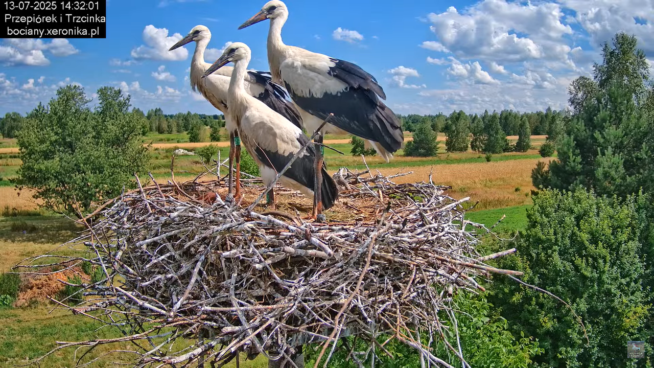 13072025bociany38