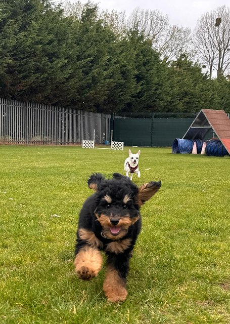 lenny-pixie-dog-park.jpg
