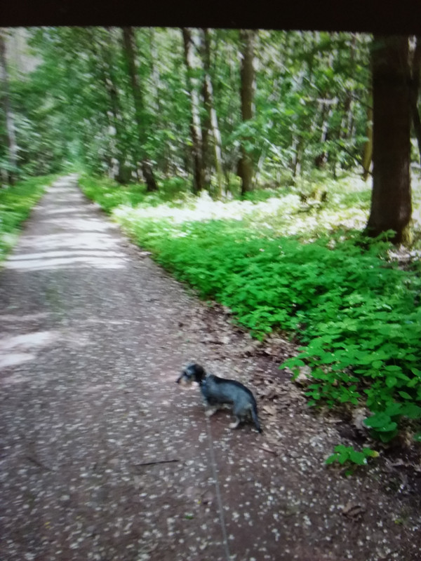 [Image: 20210616-185556.jpg]