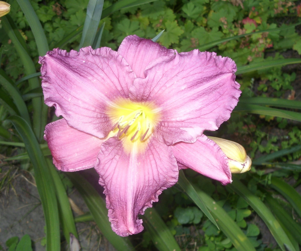 SDC12895