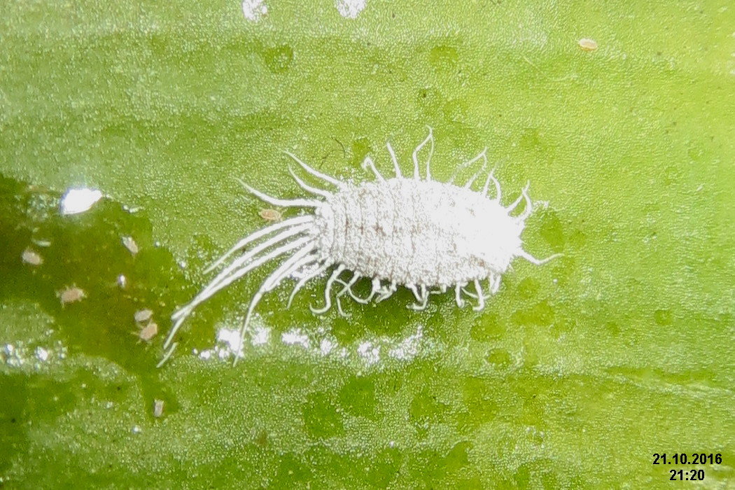 mealybug.jpg