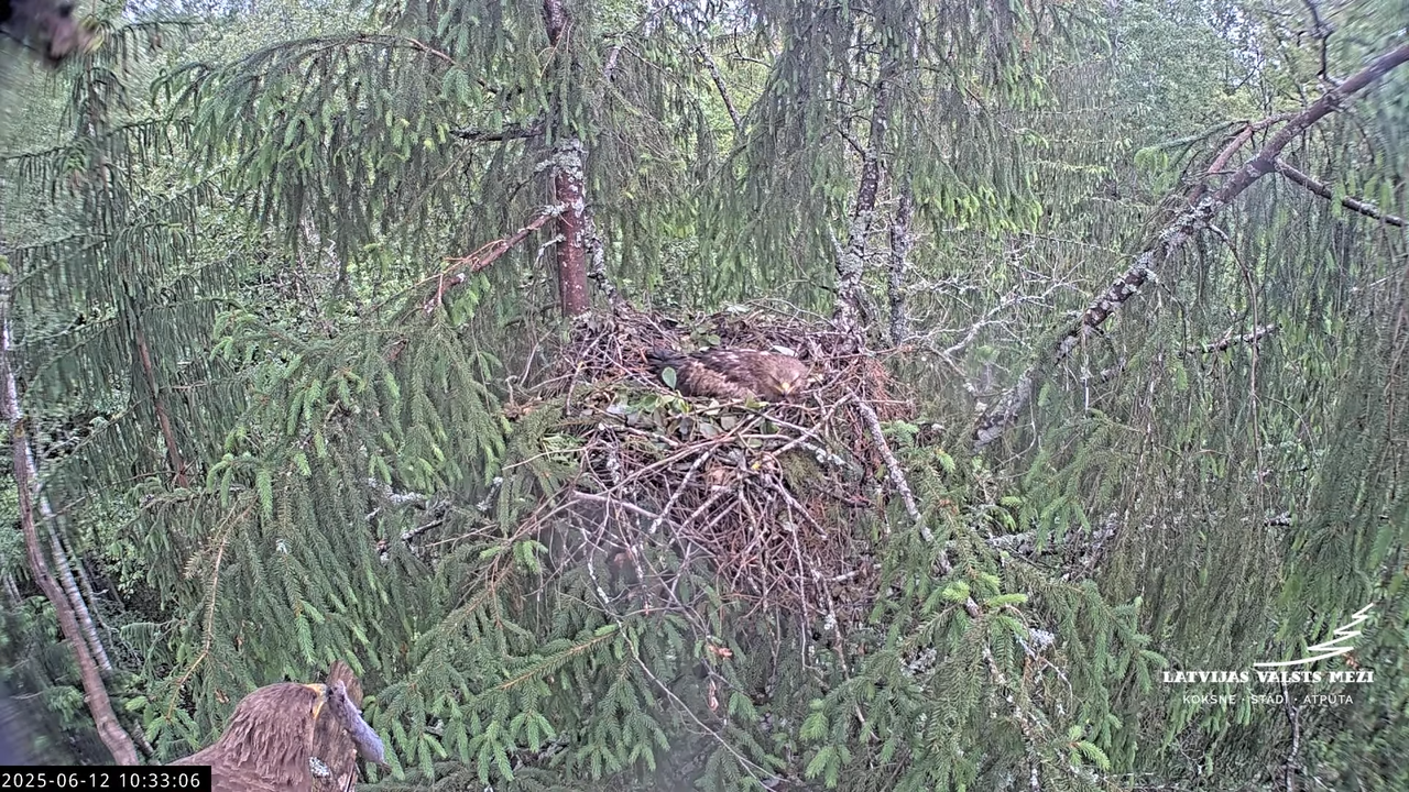 LVM mazais ērglis Lisiņa, egle2 – Lesser Spotted Eagle 10-23-46 screenshot