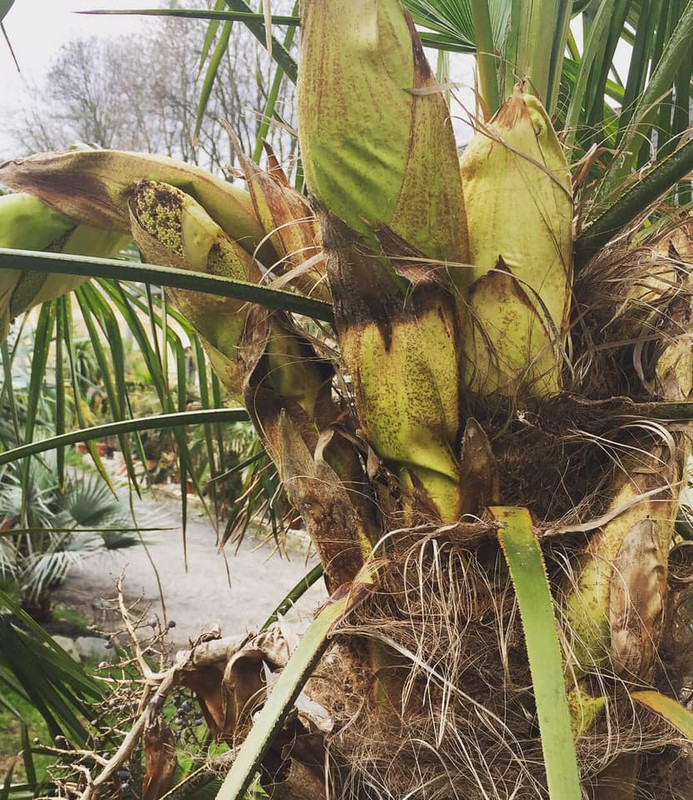 Trachycarpus fortunei, část 2 - Stránka 15 58420197-2121435434572274-4981062233904644096-n