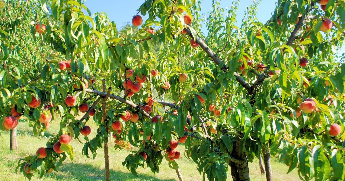Особенности выращивания и ухода за нектариновыми и персиковыми деревьями